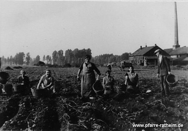 ratheim_kartoffelernte_am_ringofen_1948